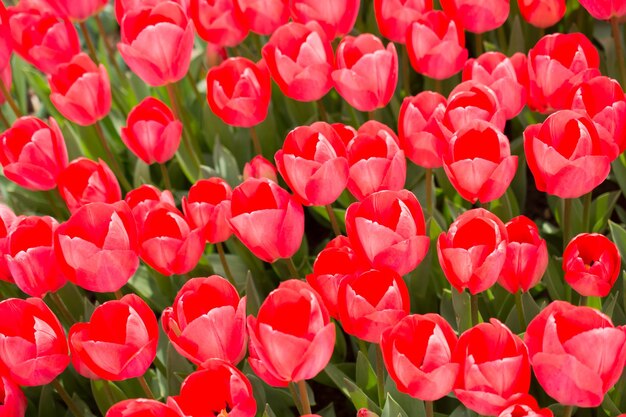 Tulipani freschi di colore rosa in natura in primavera