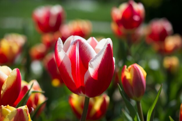 Tulipani freschi di colore rosa