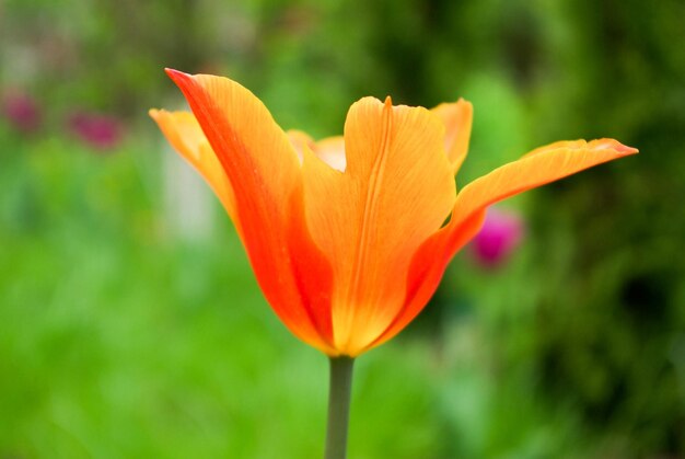 Tulipani freschi in natura