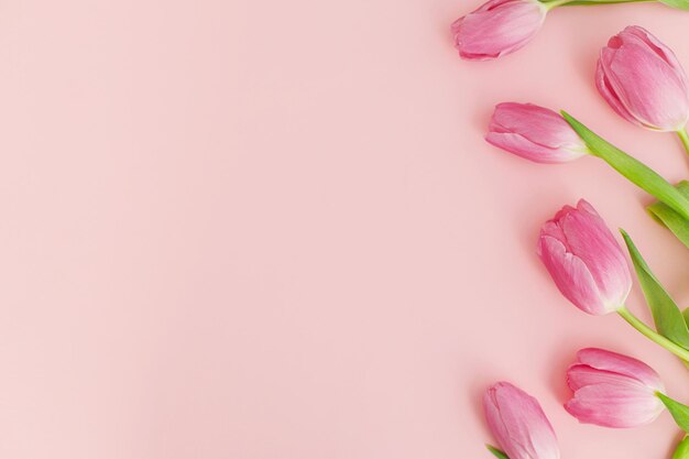 Tulipani freschi piatti su sfondo rosa Modello di biglietto di auguri floreale con spazio per il testo 8 marzo