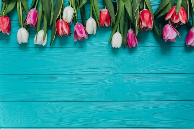 Tulipani freschi su un fondo di legno blu. Concetto di giorno di madri, vista dall&#39;alto.