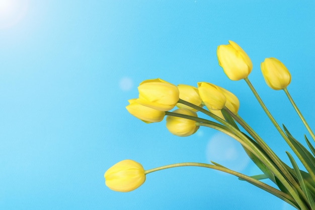 Tulipani gialli alla luce del sole su sfondo blu