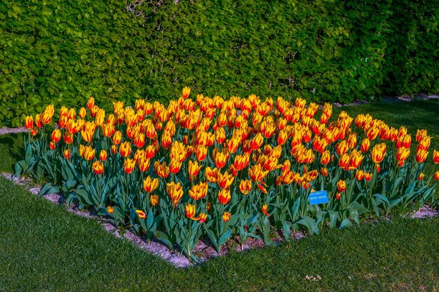 Tulipani gialli arancioni colorati Keukenhof Park Lisse in Olanda