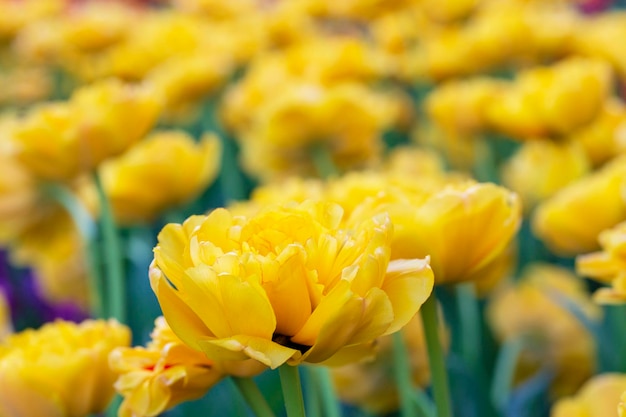 Tulipani gialli Bellissimi fiori primaverili