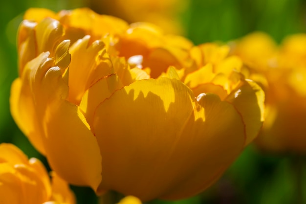 Tulipani gialli Bellissimo primo piano di fiori primaverili