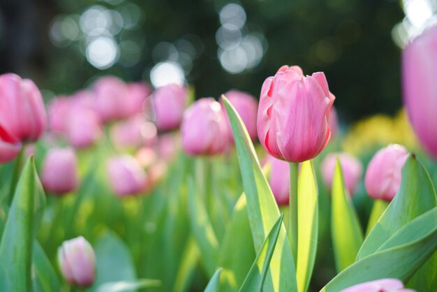 Tulipani gialli colorati