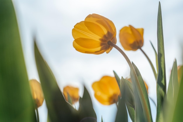 Tulipani gialli contro il cielo blu in giardino