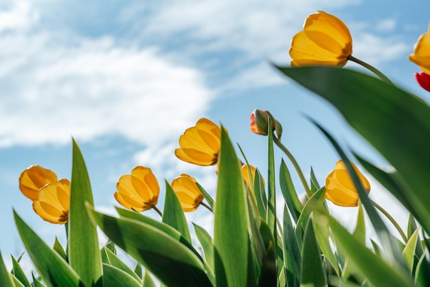 Tulipani gialli contro il cielo blu in giardino