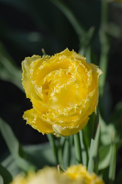 Tulipani gialli di spugna Bellissimo tulipano giallo su sfondo verde