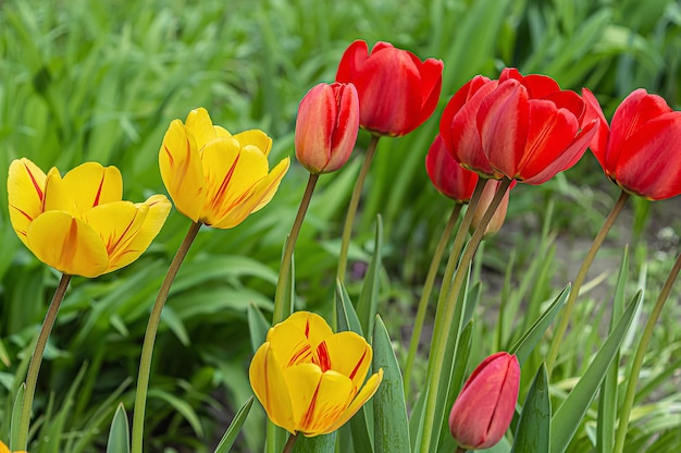 Tulipani gialli e rossi nel giardino di primavera.