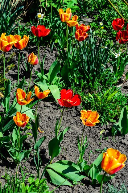 Tulipani gialli e rossi su un'aiuola in giardino