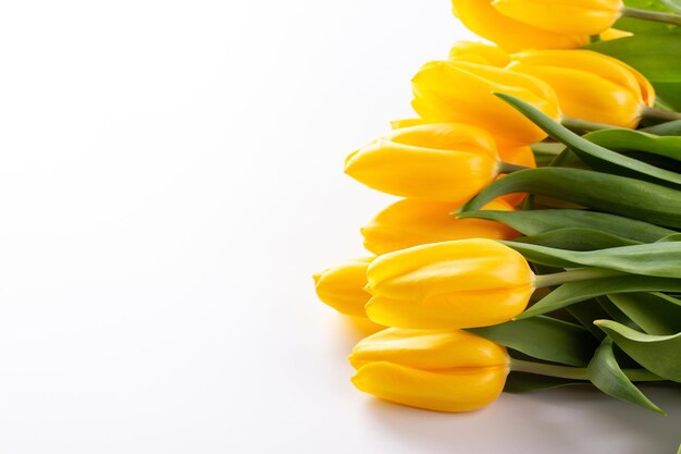 Tulipani gialli, fiori primaverili, isolati su sfondo bianco. Il concetto della celebrazione. Copia spazio, posto per il testo