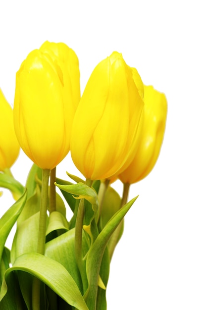 Tulipani gialli isolati