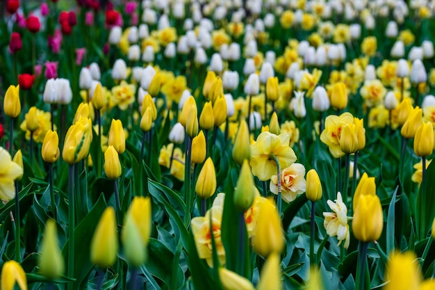 Tulipani gialli primaverili che cantano bellissimi fiori primaverili un'aiuola con tulipani al festival dei tulipani