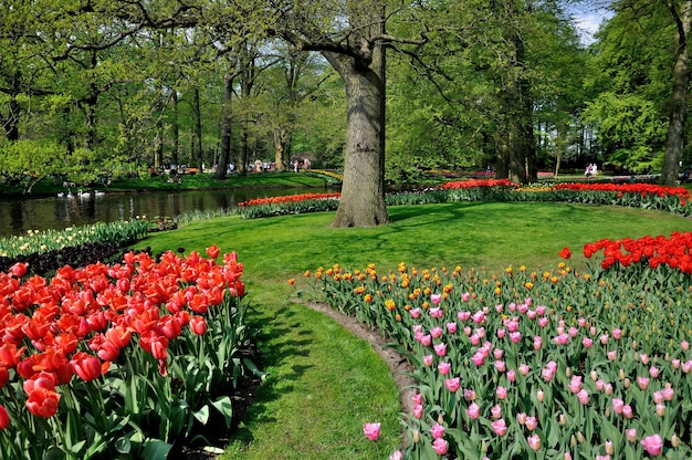 Tulipani gialli rosa rossi nel parco di Keukenhof in Olanda