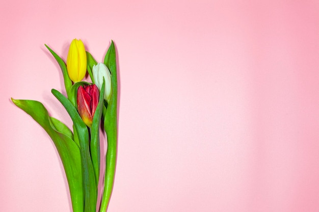Tulipani gialli rossi e bianchi su sfondo rosa