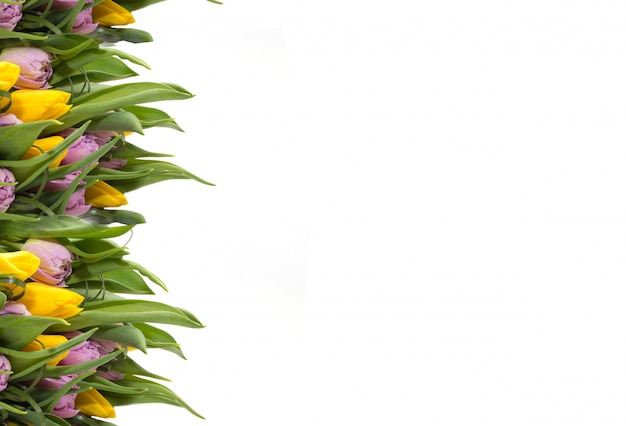 Tulipani gialli su sfondo bianco. Cornice di fiori