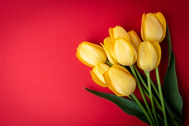 Tulipani gialli su sfondo rosso.