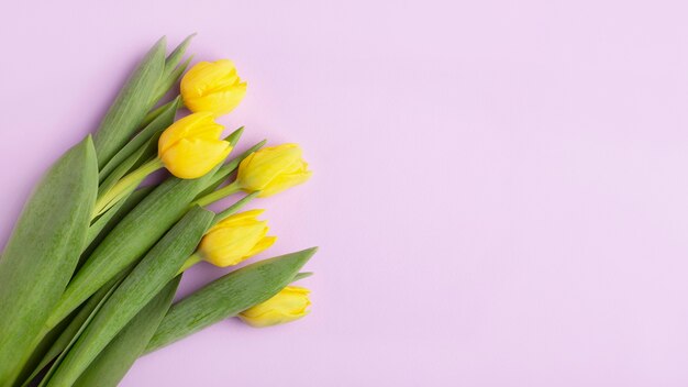 Tulipani gialli su sfondo viola