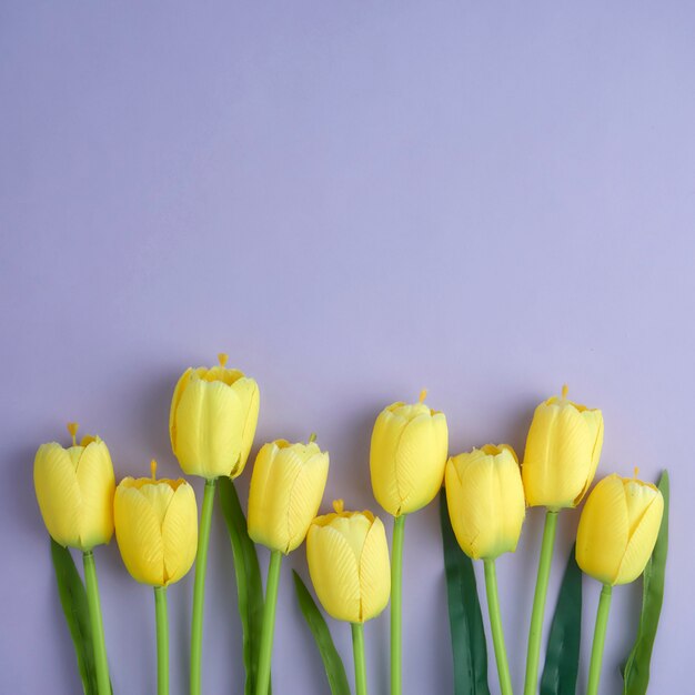 Tulipani gialli su sfondo viola.
