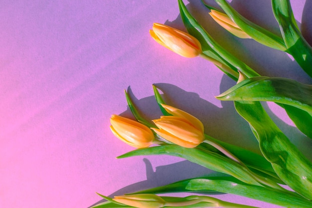 Tulipani gialli su una superficie lilla con raggi di sole e ombre dure. Biglietto di auguri con copia spazio.