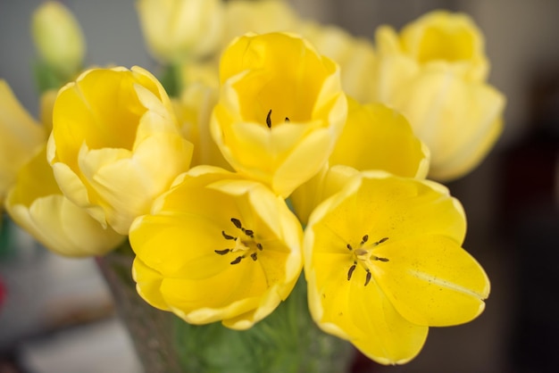 Tulipani gialli sul bouquet della composizione del giorno della donna del fondo interno