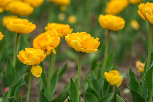 Tulipani gialli sul campo Fiori primaverili luminosi