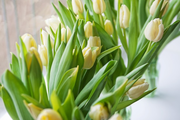 Tulipani gialli sul davanzale della finestra