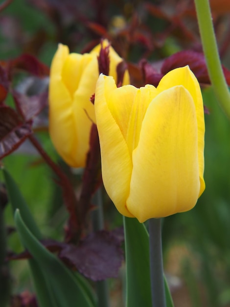 Tulipani gialli