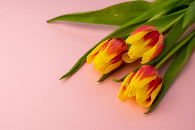 tulipani giallo-rossi con un gambo verde su uno sfondo rosa brillante