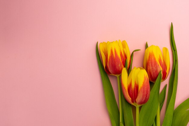 tulipani giallo-rossi con un gambo verde su uno sfondo rosa brillante