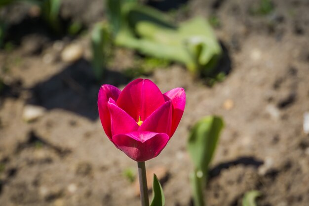 Tulipani in aiuola