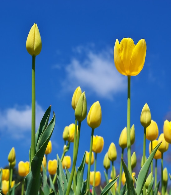 Tulipani in cielo