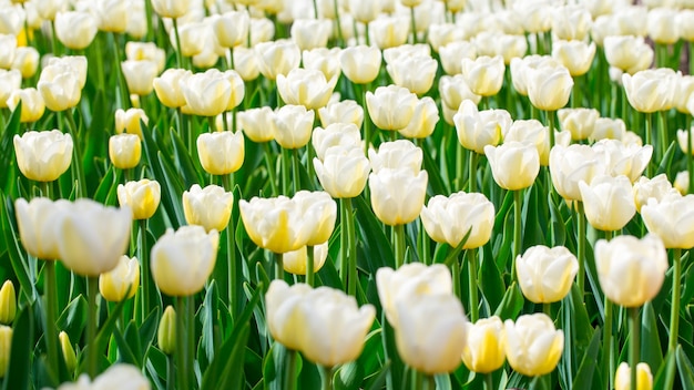 Tulipani in fiore. Bellissimo sfondo primaverile ed estivo. Fiori di primavera.