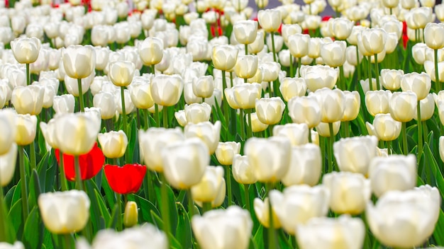 Tulipani in fiore. Bellissimo sfondo primaverile ed estivo. Fiori di primavera.