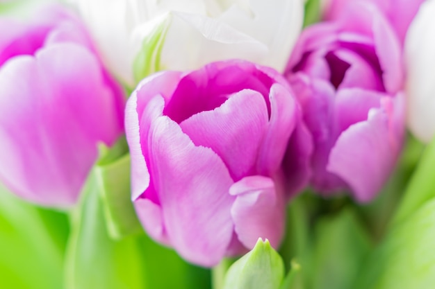 Tulipani in fiore bianchi e viola. sfondo floreale