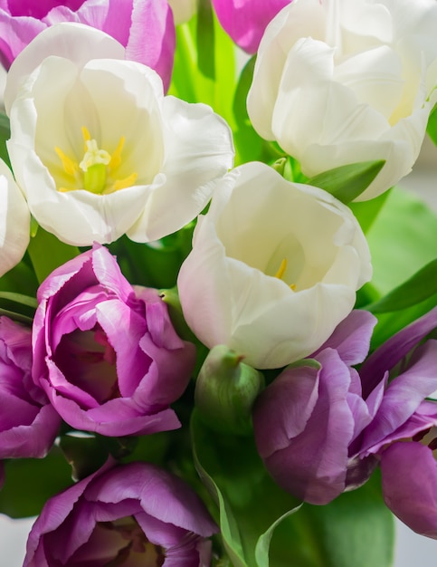 Tulipani in fiore bianchi e viola