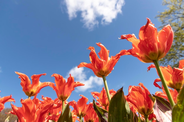 Tulipani in fiore contro il cielo blu come simbolo della primavera che si avvicina. Copia spazio