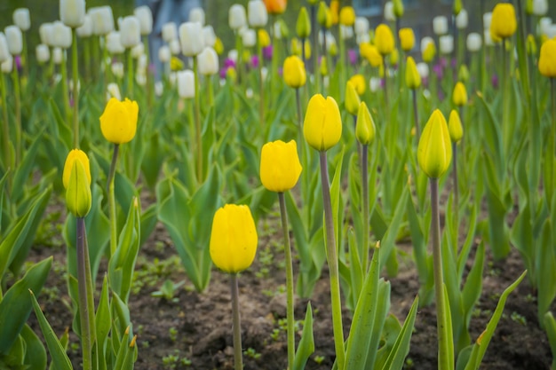 Tulipani in fiore in aiuola