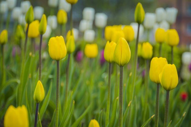 Tulipani in fiore in aiuola