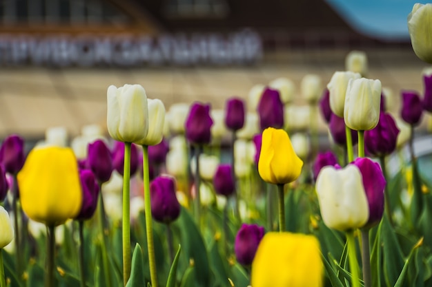 Tulipani in fiore in aiuola