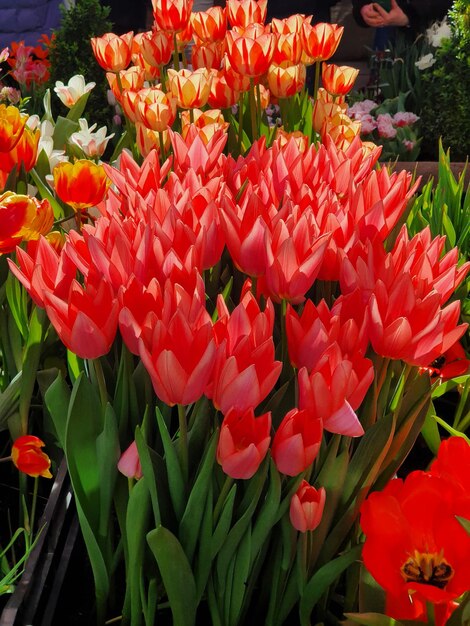 Tulipani in fiore in giardino