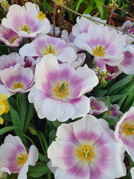 Tulipani in fiore in giardino