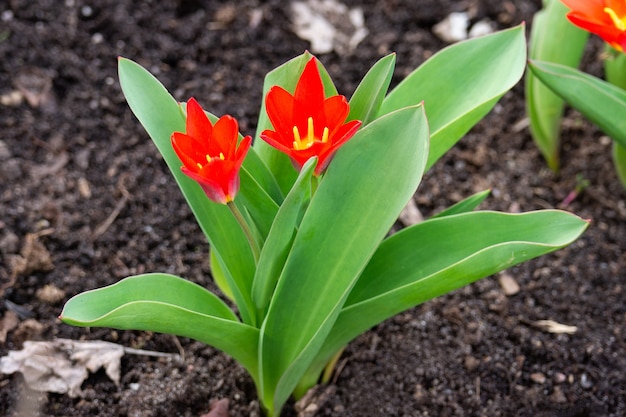 Tulipani in fiore in primavera