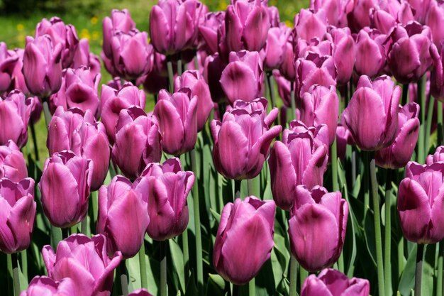 Tulipani in fiore lilla luminosi