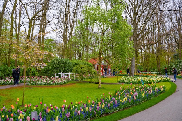 Tulipani in fiore nel parco Keukenhof Lisse Holland Paesi Bassi