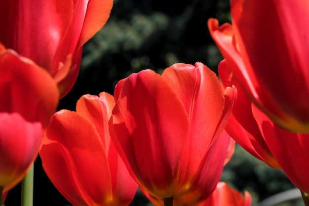 Tulipani in fiore rosso brillante