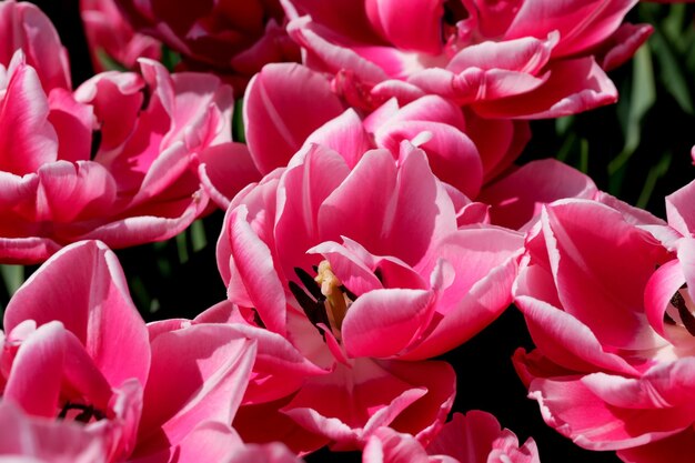 Tulipani in fiore rosso brillante