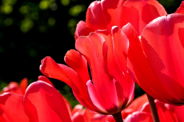 Tulipani in fiore rosso brillante