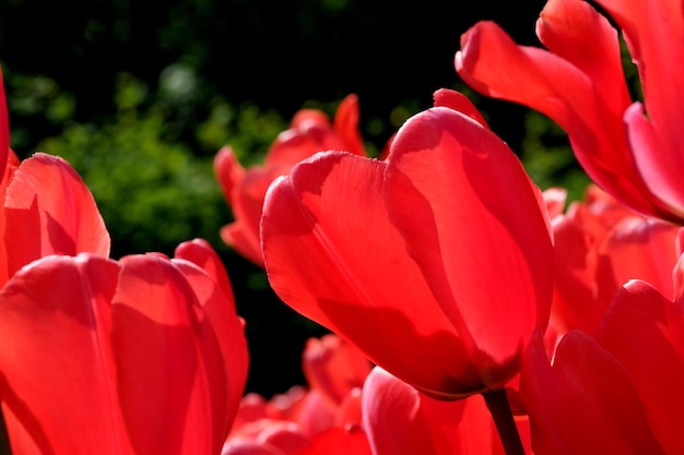 Tulipani in fiore rosso brillante